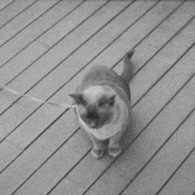 Yelzkizi what is film grain? Understanding its role in cinematic aesthetics
